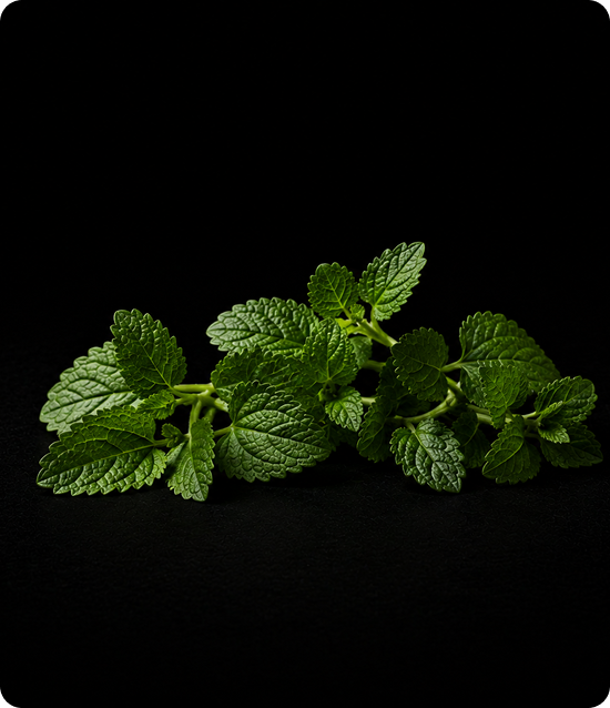 Lemon Balm