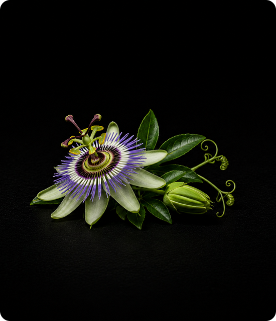 Passion Flower